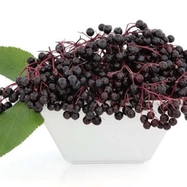tfa-elderberry tfa elderberry